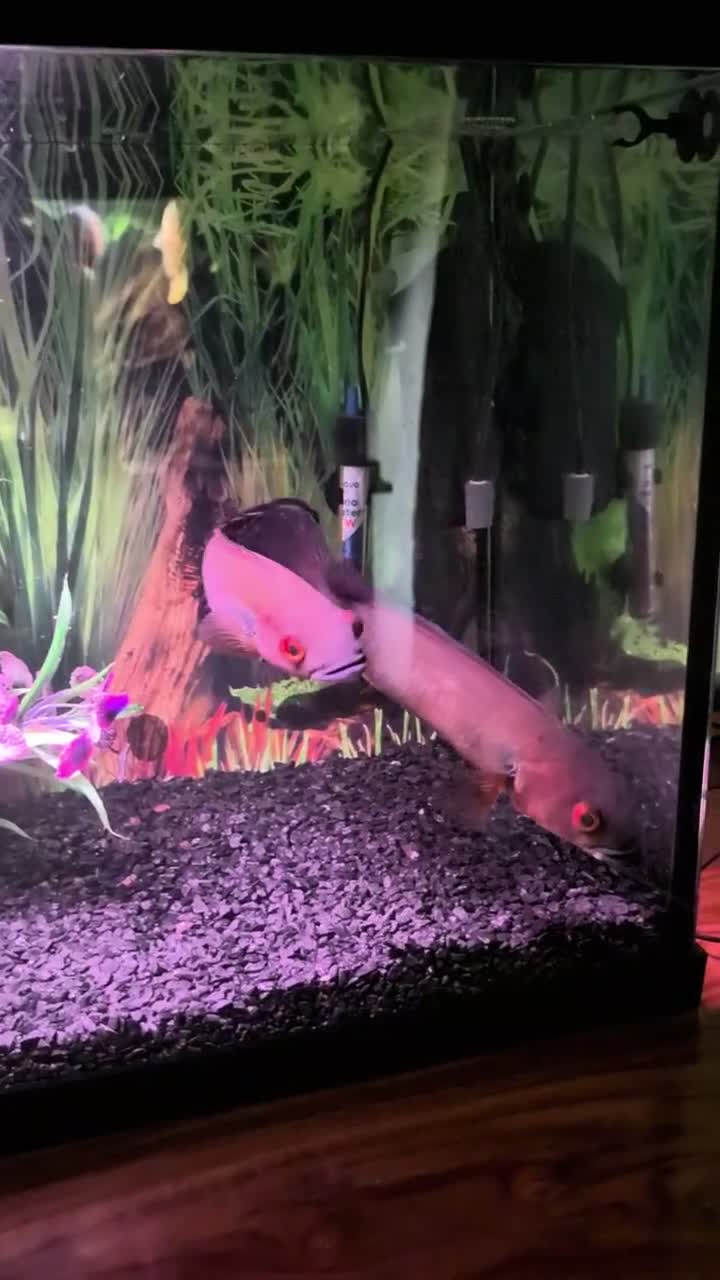 Cichlids fish for sale: Large pike chichlids  in Orpington - Video 1
