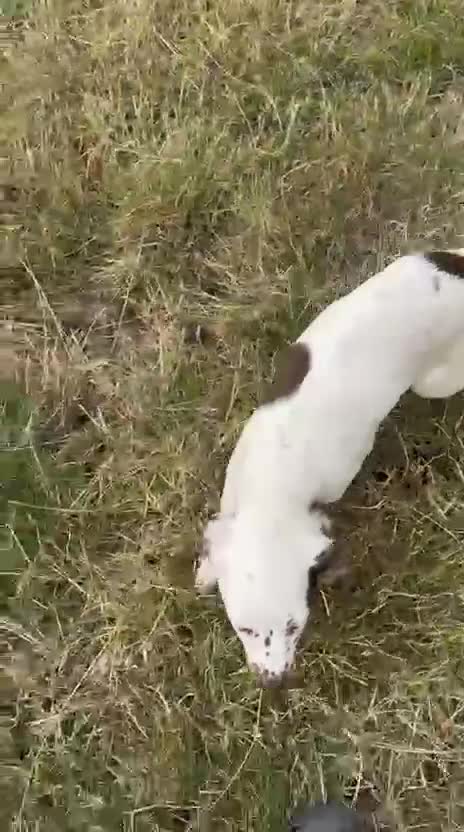 English Springer Spaniel dogs for sale: English Springer Spaniel Pups For Sale - Video 1