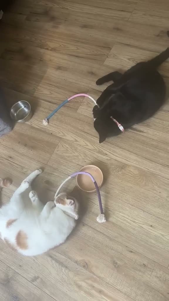 Domestic Shorthair cats for adoption: Daisy & Scarlett - Adopt Cats in Crisis East Ldn - Video 2