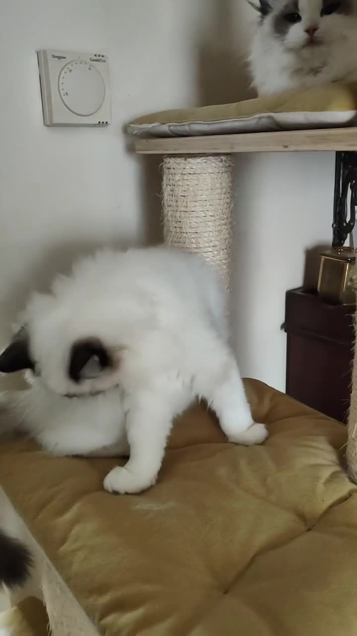 Ragdoll cats for sale:  READY NOW GCCF  REG. EUROPEAN  LINE BOYS   - Video 1