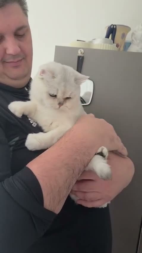 British Shorthair cats for sale: Beautiful GCCF Pedigree British S Hair Silver Male - Video 3