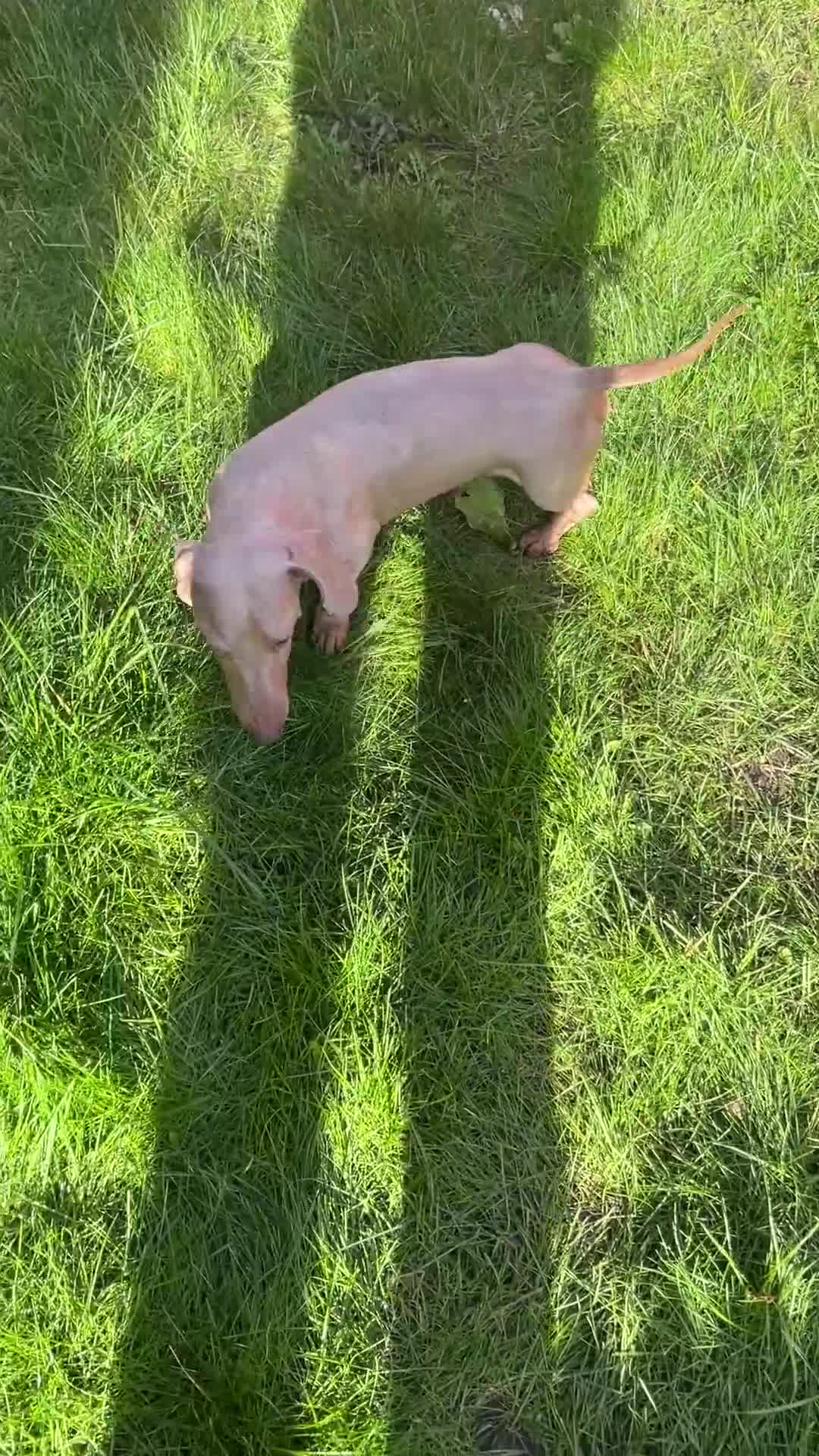 Miniature Dachshund dogs for stud: ⭐️ TRIGGER⭐️ smooth hair Isabella & Tan STUD - Video 1