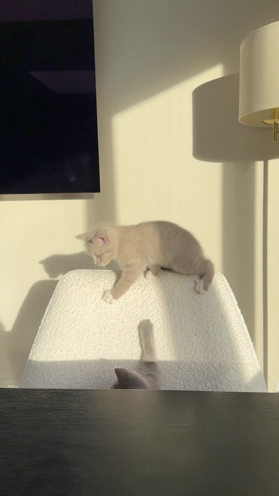 British Shorthair cats for sale: British shorthair kittens for sale  - Video 1