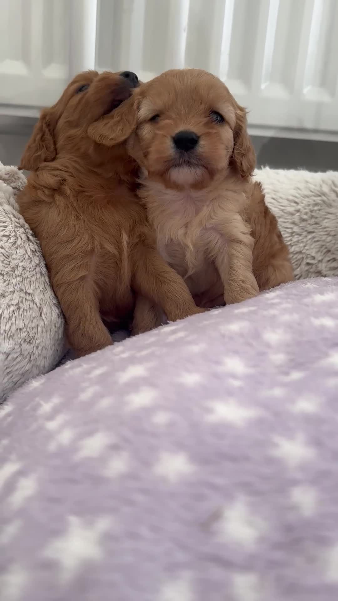 Cavapoo dogs for sale: Extensively health tested F1 Cavapoos  - Video 4