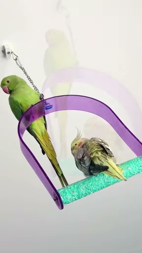 Parrots birds for sale: Rehoming my Indian Ring Neck Male - Video 1