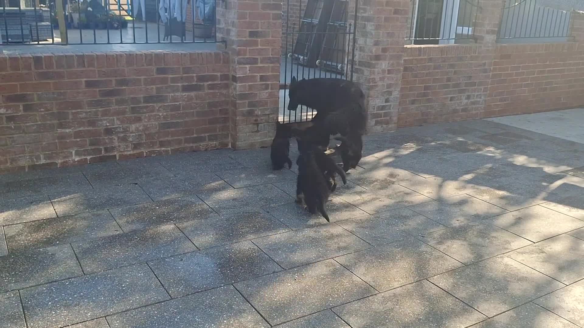 German Shepherd dogs for sale: Kennel Club Straight back GSD - Video 1