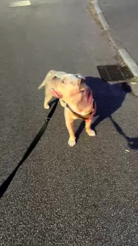 American Bully dogs for stud: ****BEAUTIFUL STUD**** - Video 2