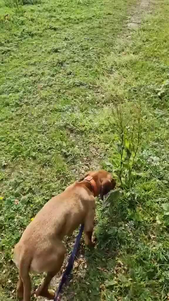 Mixed Breed dogs for adoption: MYRTLE - 6 months old, Girl Pup, Mixed Breed - Video 3