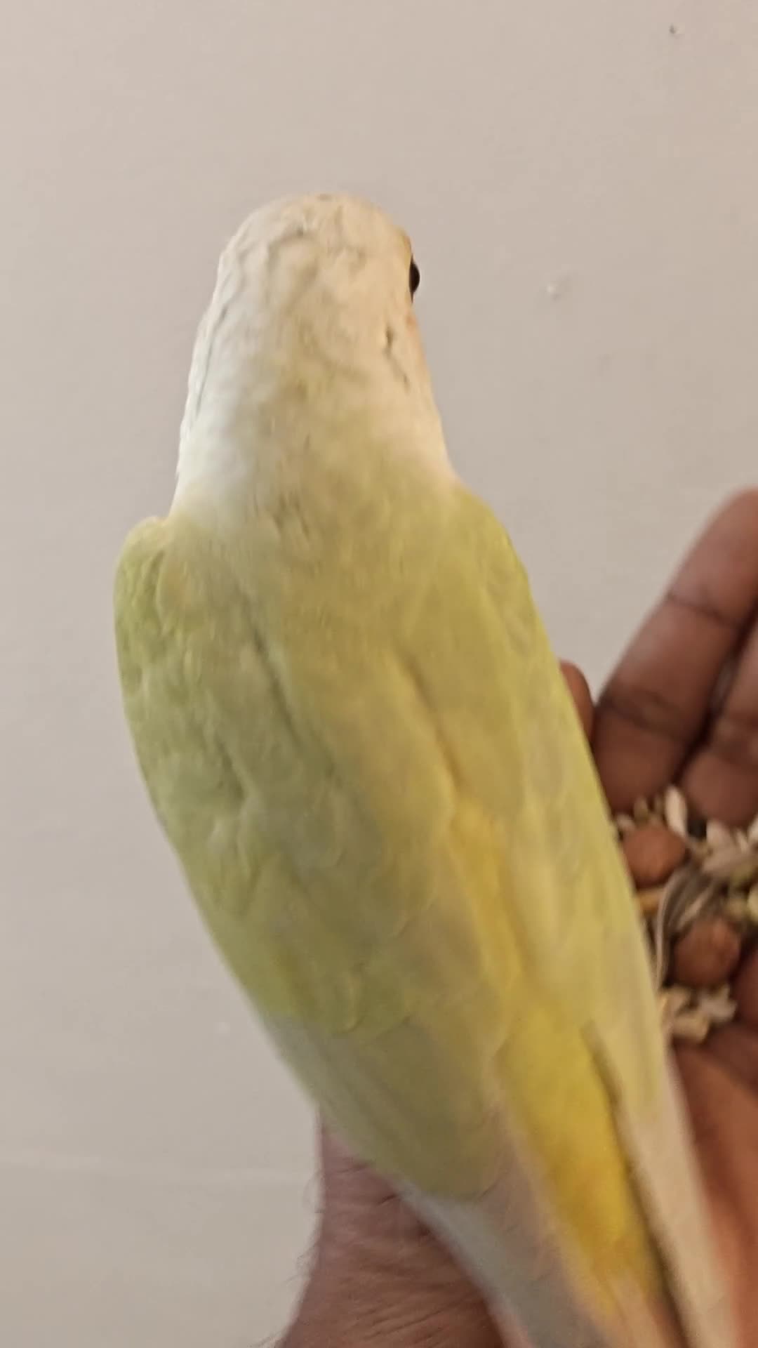 Conures birds for sale: Silly rammed Moon cheek conure - Video 3
