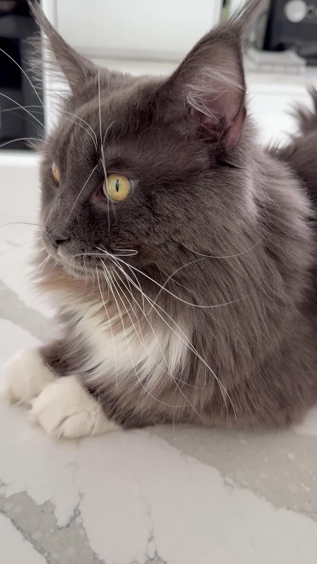 Maine Coon cats for sale: ❤️❤️ONLY ONE LEFT❤️❤️ Maine Coon Kittens for sale - Video 2