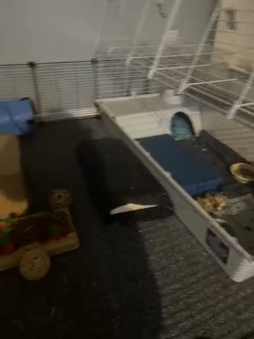 Mini Lop rabbits for sale: Dwarf mini lop for sale in Birmingham - Video 1