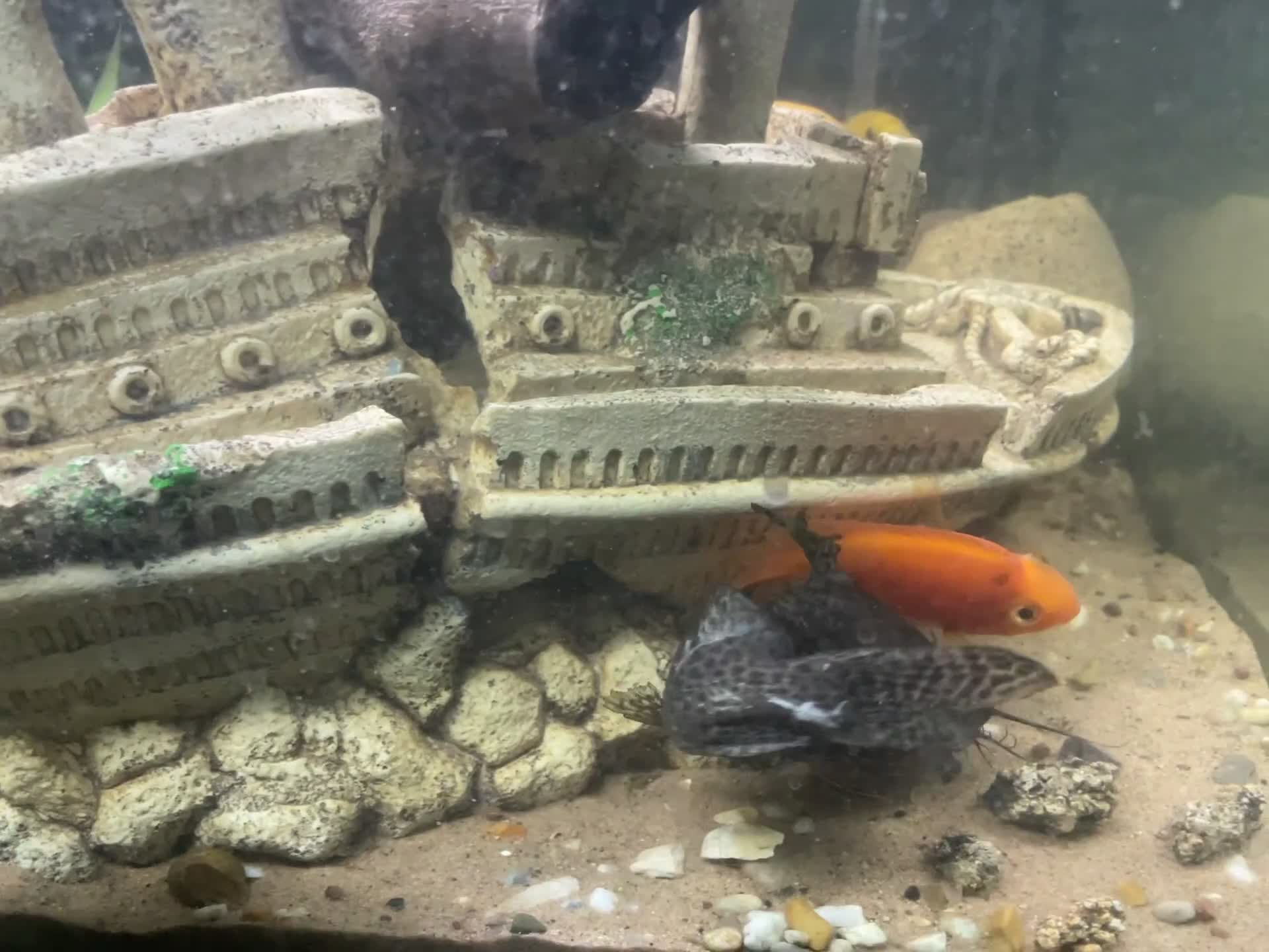 Cichlids fish for sale: Complete fish tank and contents  - Video 2