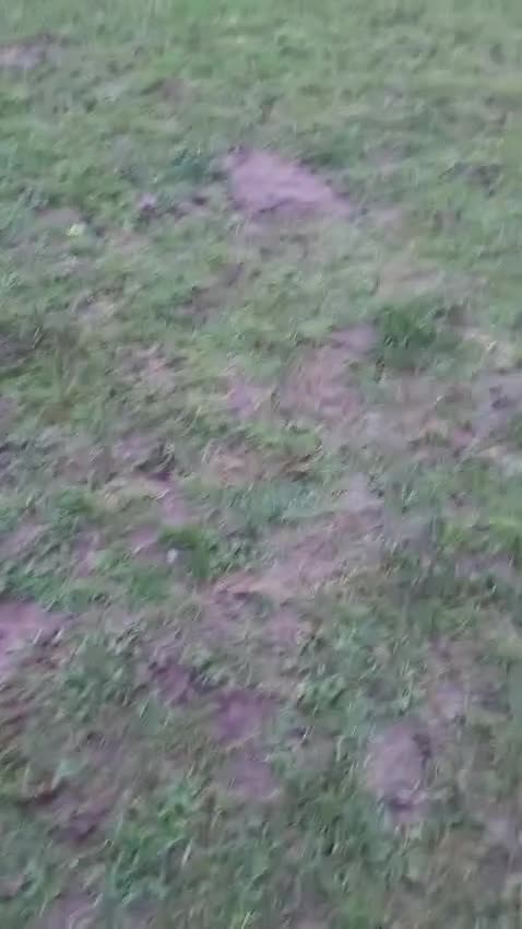 Mixed Breed dogs for sale: Mixed breed bichon and border terrier - Video 1