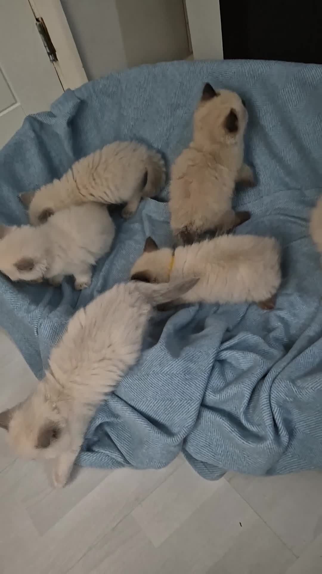 Ragdoll cats for adoption: 6 Ragdoll Kittens Ready for new homes - Video 1