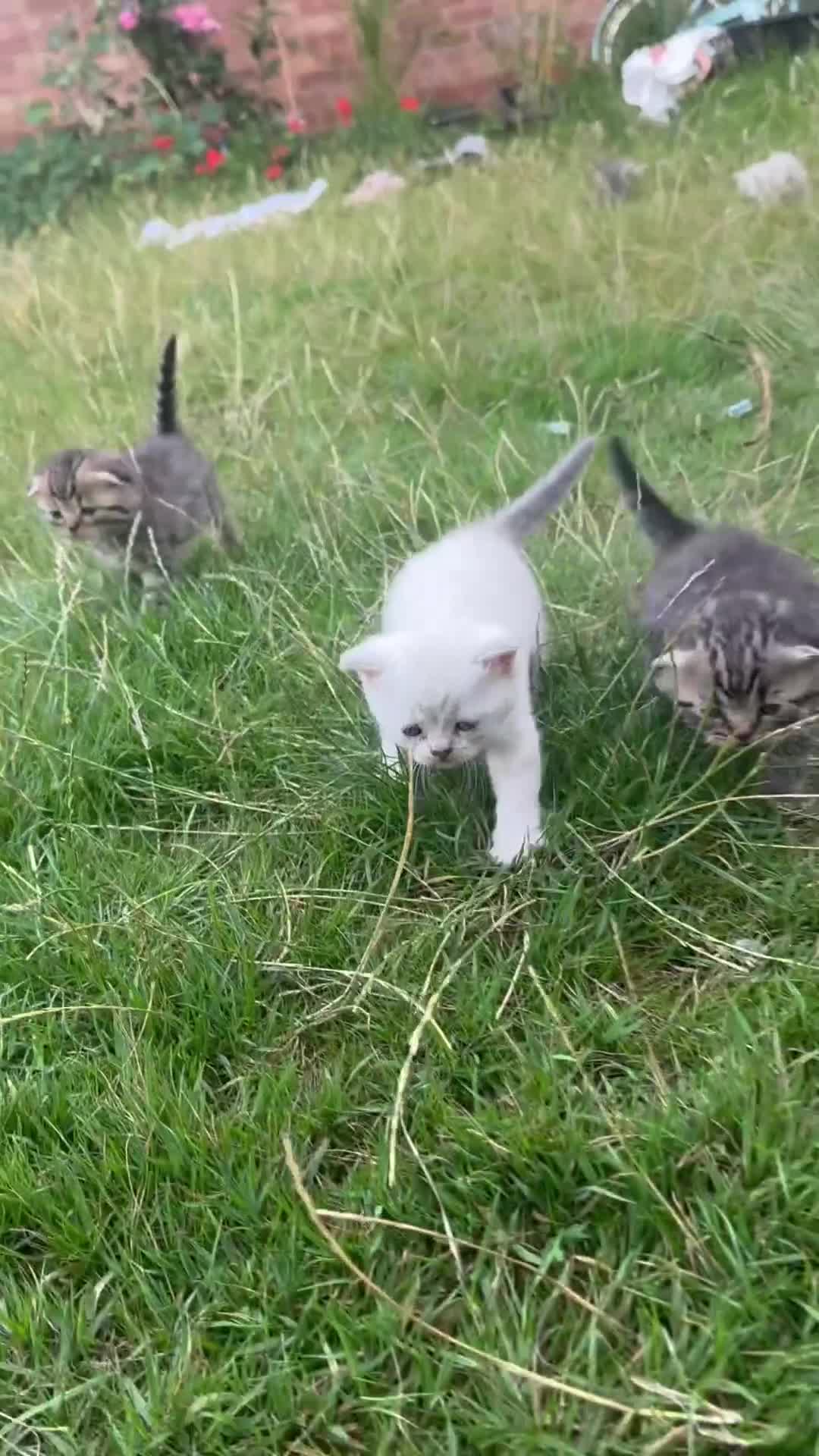 Scottish Fold cats for sale: 🆘🆘READY!🆘🆘Scottish shorthair  - Video 2