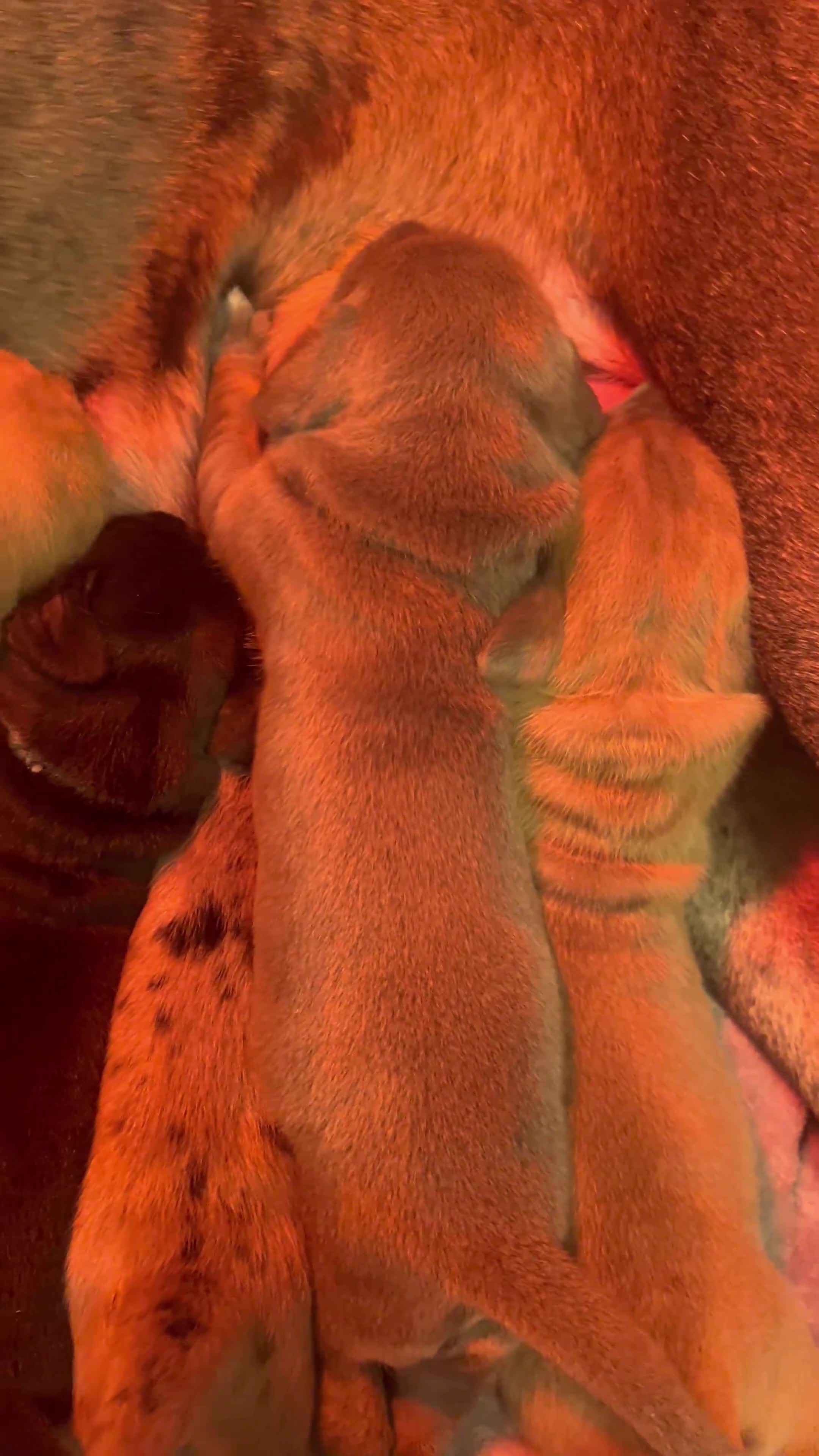 Great Dane dogs for sale: Great Dane puppy’s  - Video 1