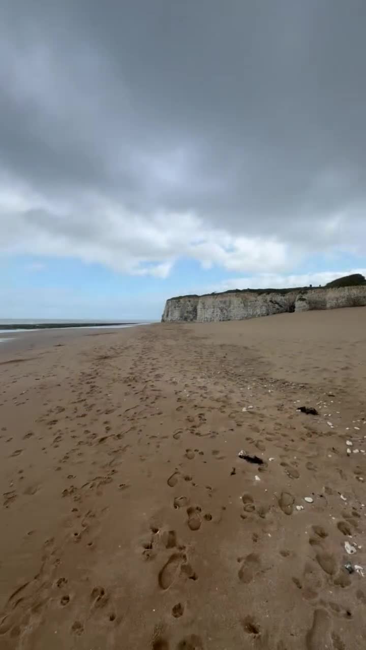 Belgian Shepherd Dog dogs for sale: Belgian Shepard Malinois  - Video 3