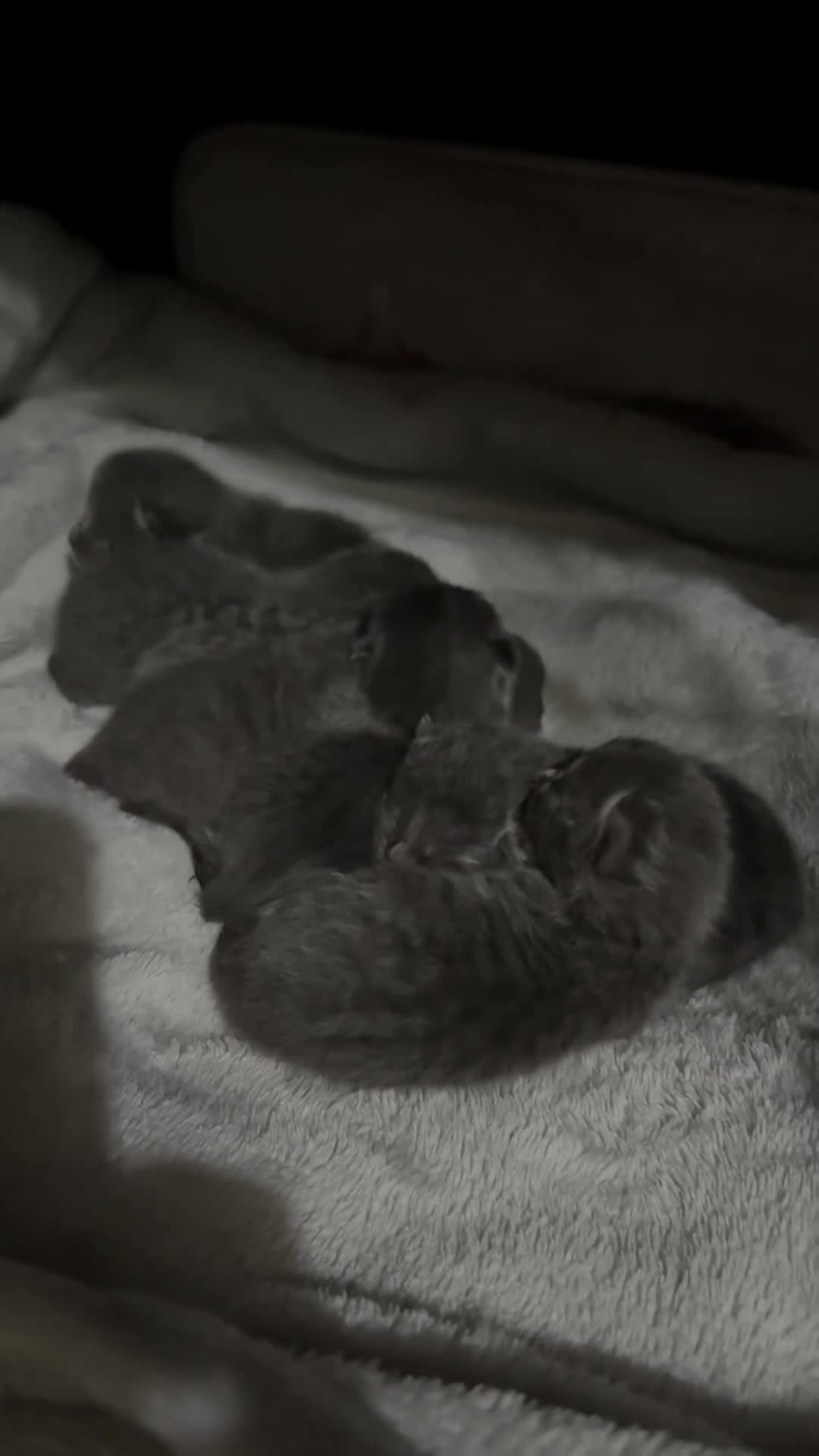 Mixed Breed cats for sale:  British Shorthair X kittens - Video 2