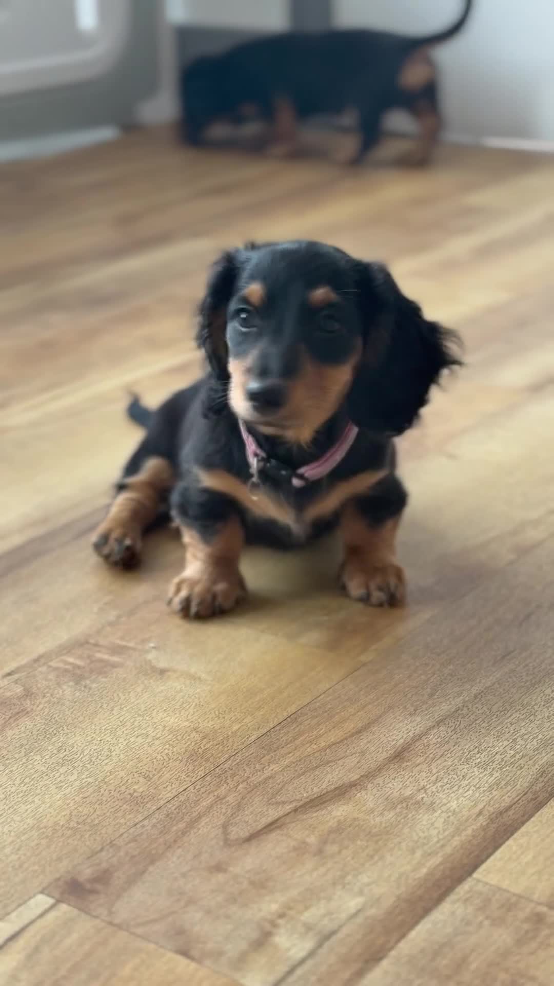 Miniature Dachshund dogs for sale: ⭐️ Miniature Long Haired Dachshund Pups ⭐  - Video 1