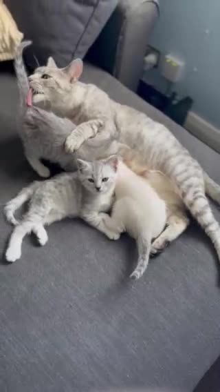 British Shorthair cats for sale: BRITISH SHORTHAIR KITTENS - Video 3