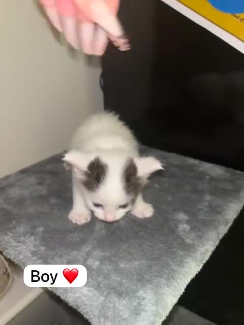 Mixed Breed cats for sale: Only 3 males left mum is Siamese  - Video 2