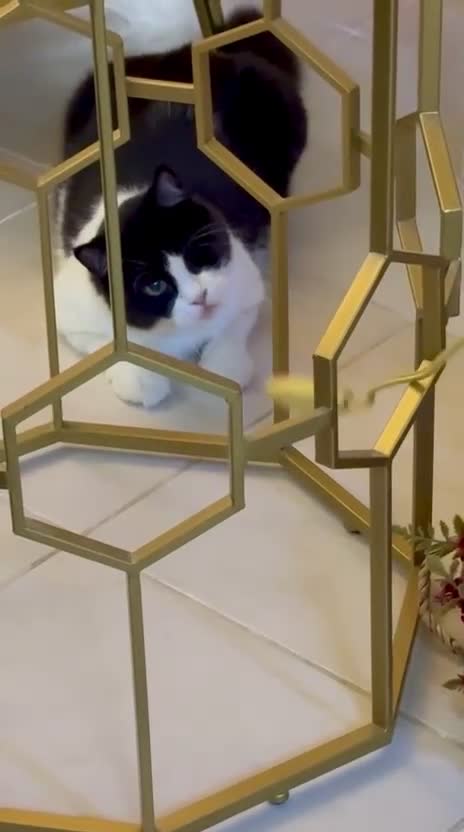 Mixed Breed cats for adoption: Lilian, the gorgeous one-eyed queen 👑  - Video 2