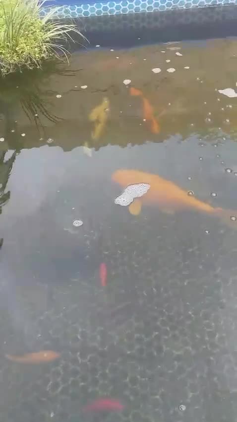 Koi Carp fish for sale: Koi carp  - Video 1
