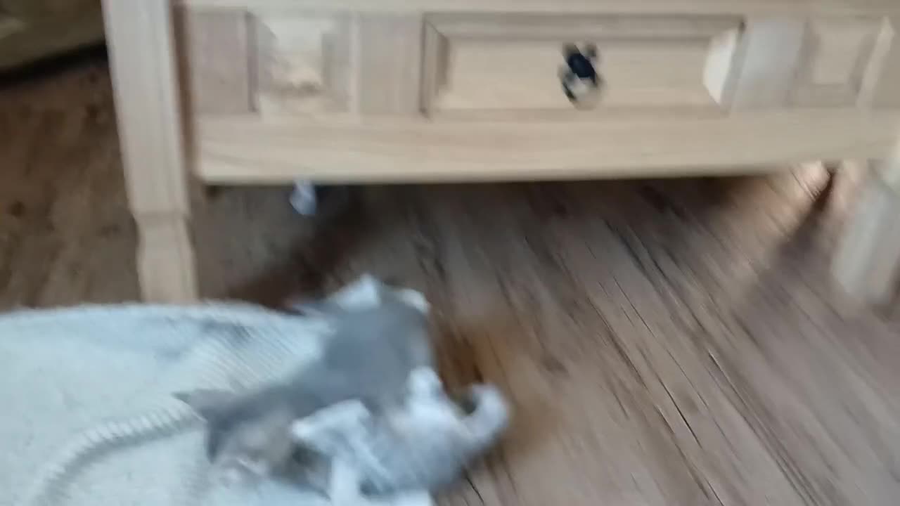 Bengal cats for sale: BLUE Bengal Cross Kittens | 2 LEFT! - Video 3