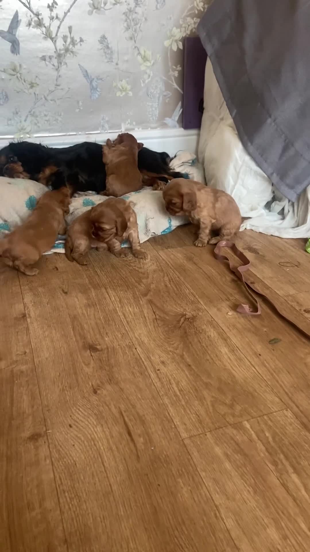 Cavalier King Charles Spaniel dogs for sale: Pure Ruby Red home bred pedigree Cavalier  - Video 3