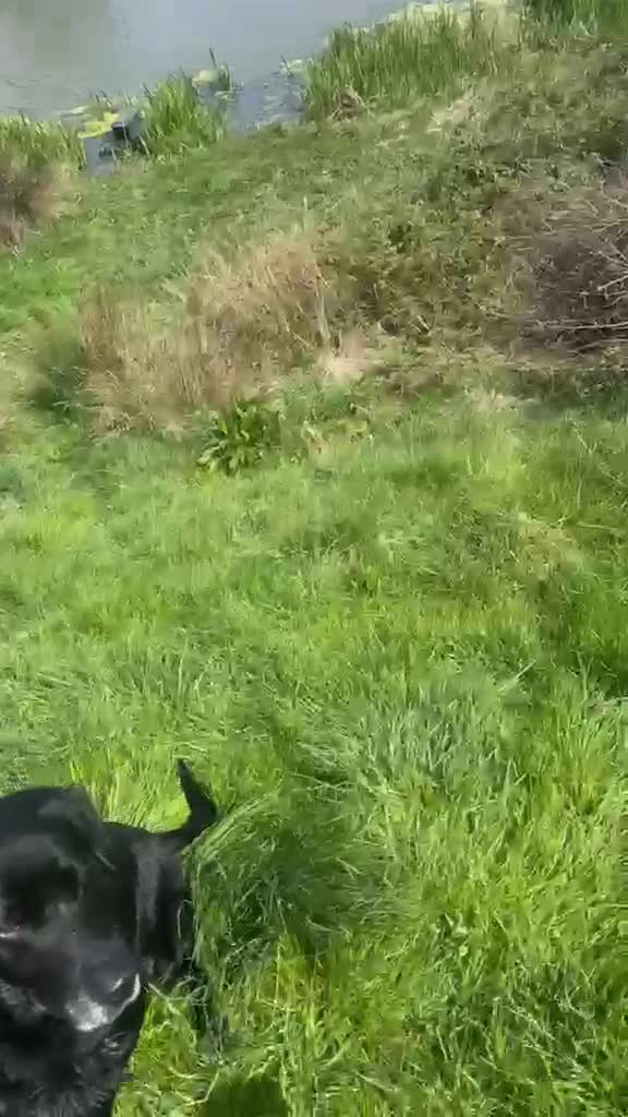 Labrador Retriever dogs for sale: Working Labrador puppies for sale, south Wales - Video 1