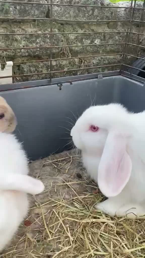 Mixed Breed rabbits for sale: 🐰 9 Rabbits for Sale – 11 Weeks Old 🐇 in Exeter - Video 2