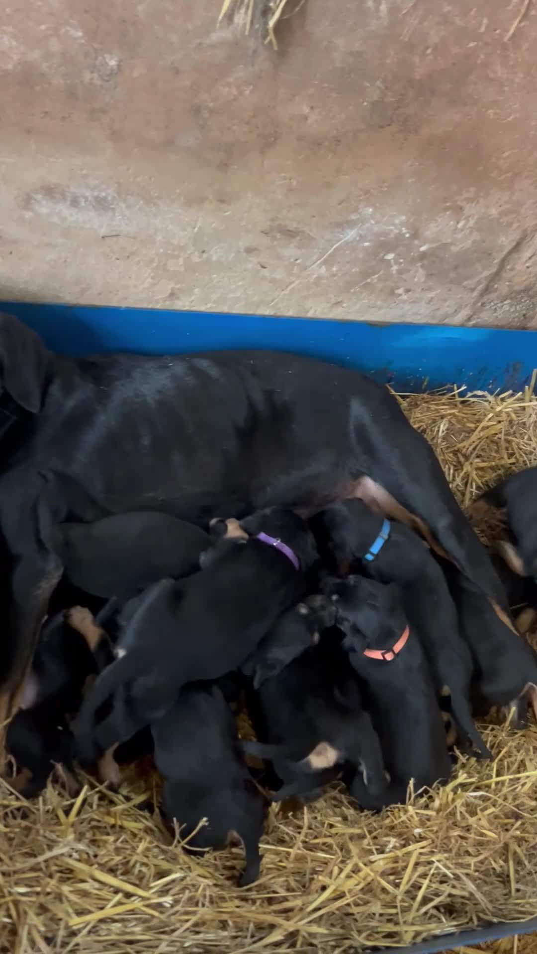 Huntaway dogs for sale: Quality Huntaway pups seeking fantastic homes - Video 1