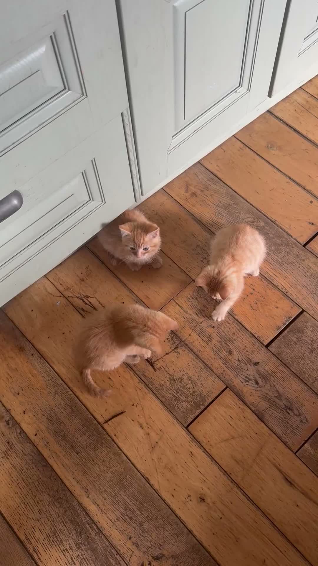 Bengal cats for sale: Ginger Bengal boy kittens ready to go  - Video 1