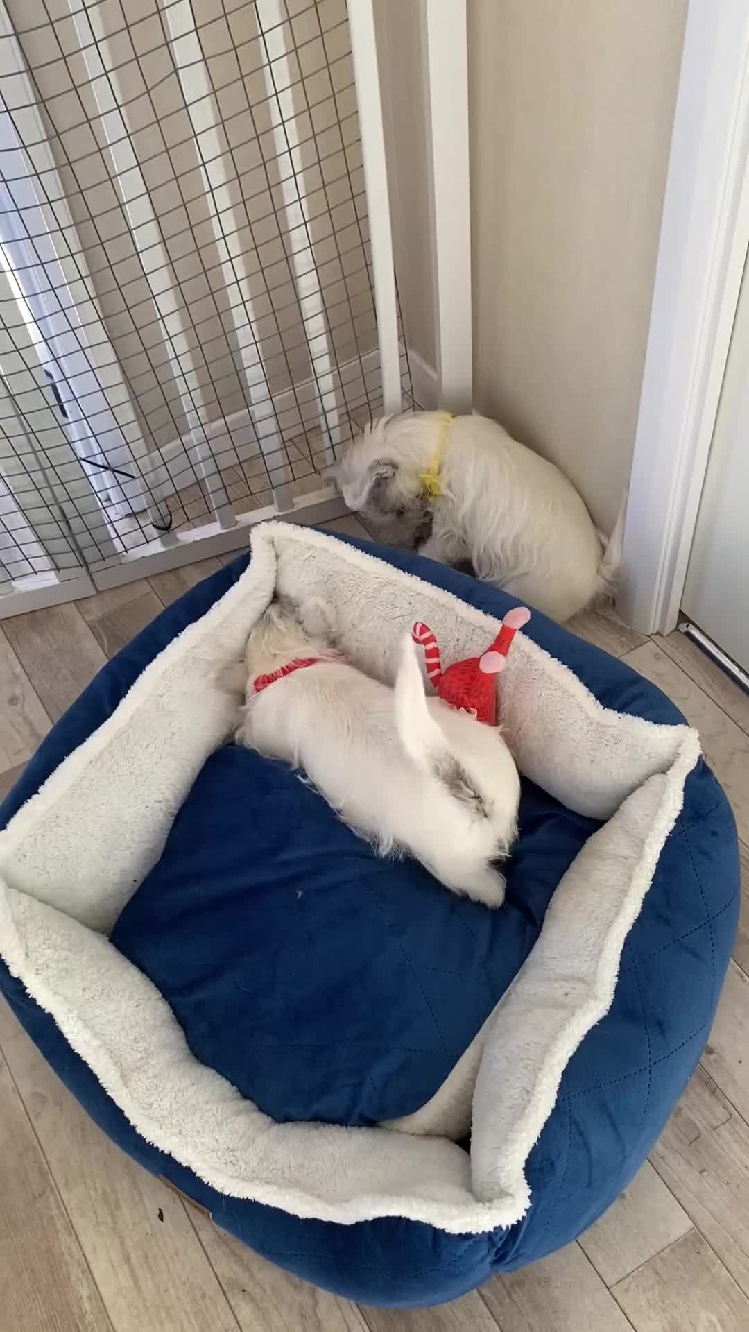 West Highland Terrier dogs for sale: Adorable WestHighland White Pups - Video 1