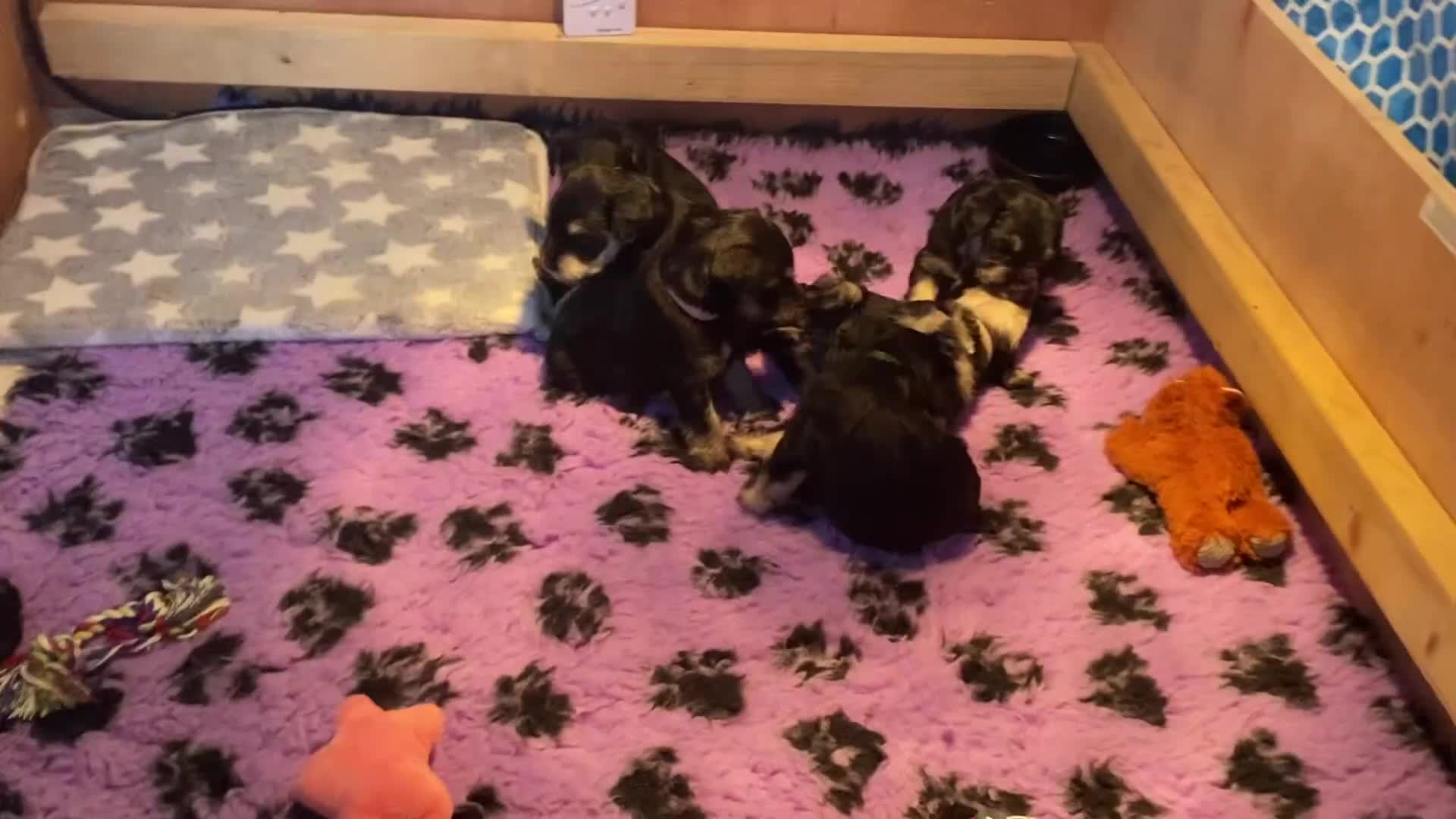 Miniature Schnauzer dogs for sale:  🌟 Adorable Miniature Schnauzer Puppies  - Video 1