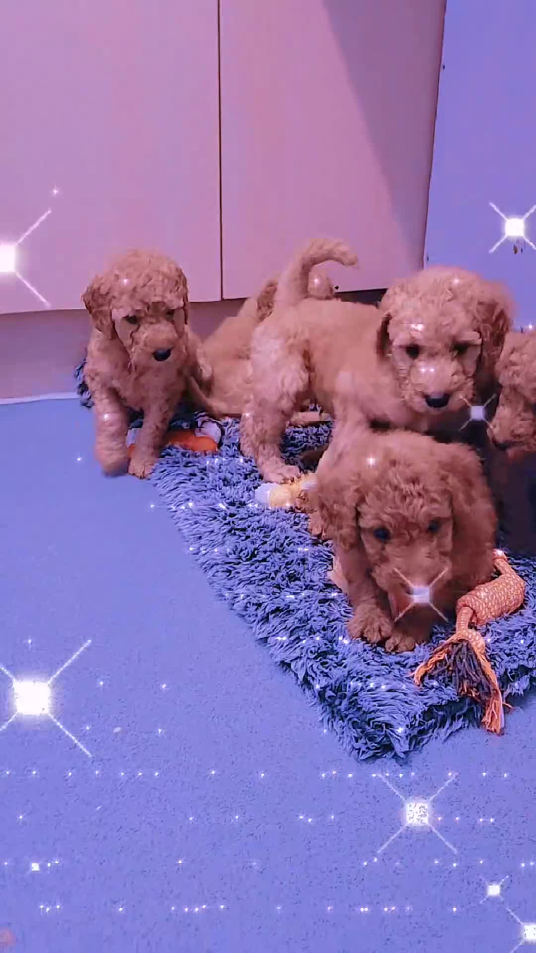 Labradoodle dogs for sale:  Apricot Doodle labradoodles - Video 4