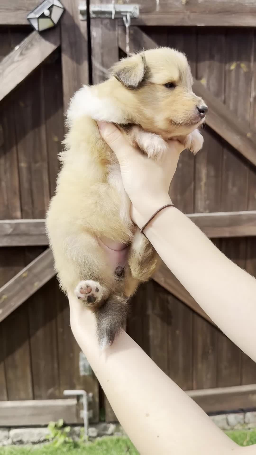 Rough Collie dogs for sale: Sable and white Rough collie puppies - Video 1