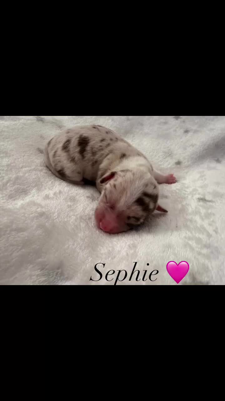 Chihuahua dogs for sale: Beautiful Chihuahua Puppies Raised in Loving Home - Video 3