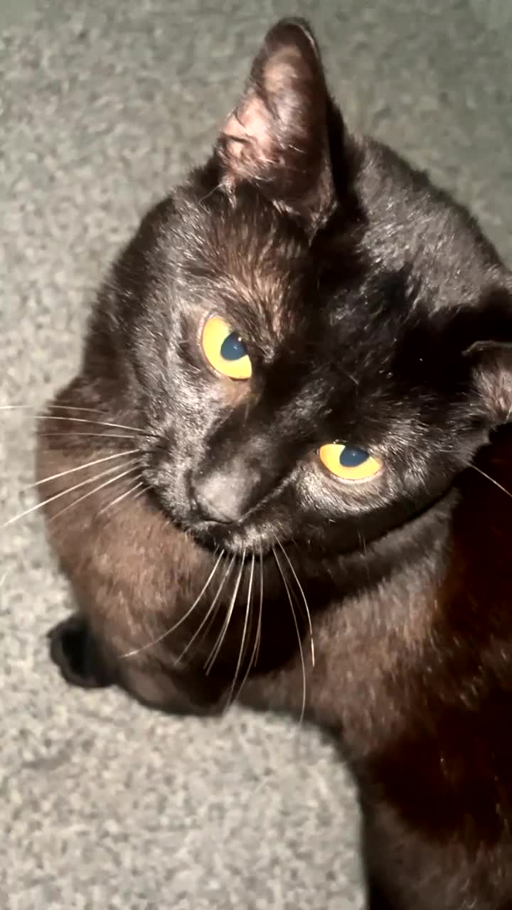 Mixed Breed cats for sale: Male cat  - Video 2