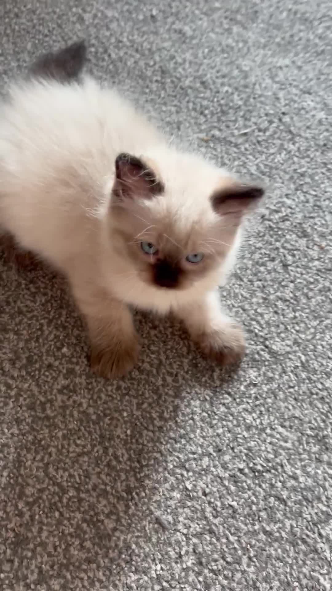 Ragdoll cats for sale: Beautiful fluffy Ragdolls  - Video 1