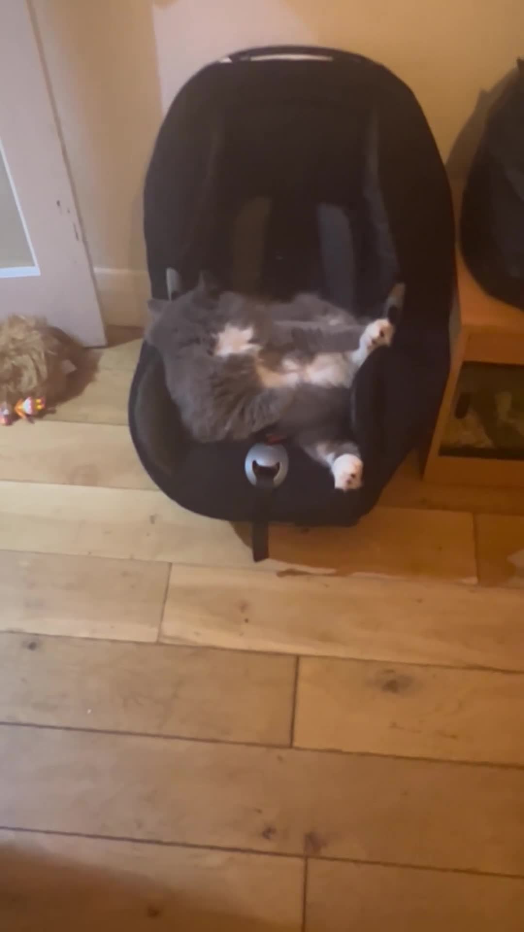 Ragdoll cats for sale: 2 Female/1 Male for Sad Sale - Video 2