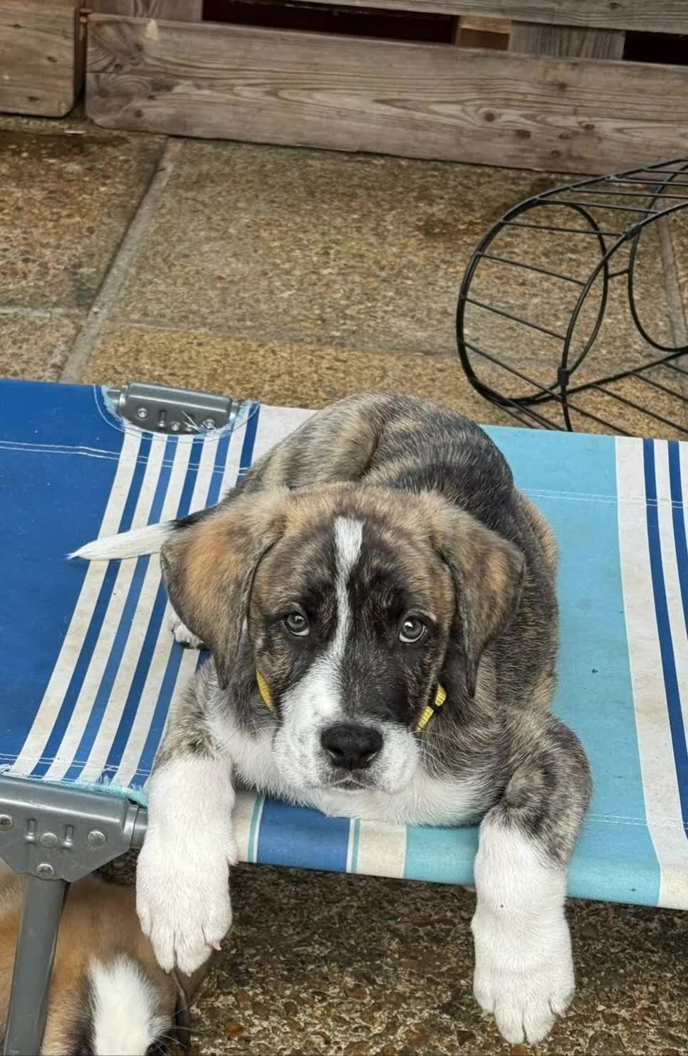 Mixed Breed dogs for adoption: Forest Gumps Litter - Video 2