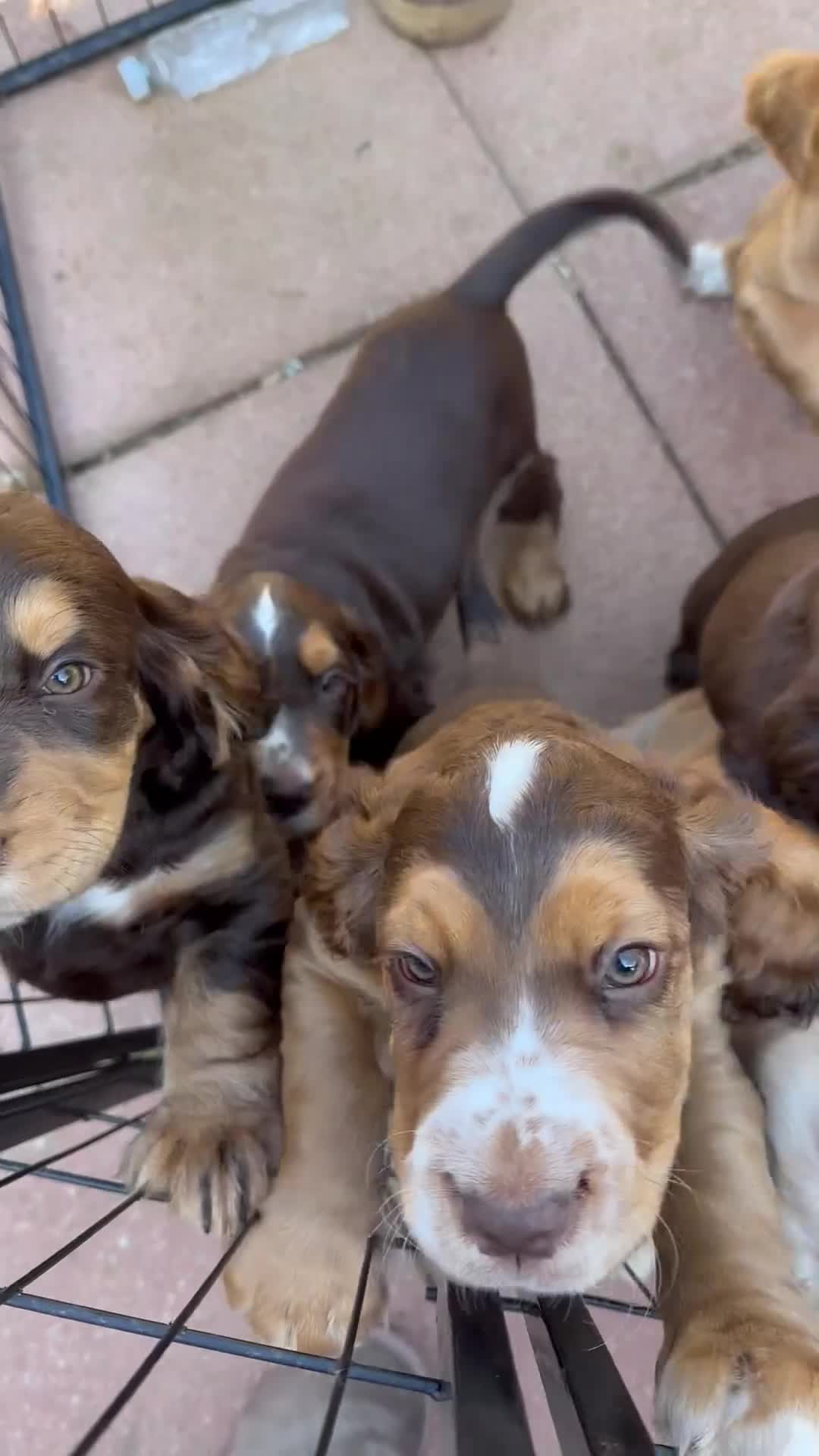Cocker Spaniel dogs for sale: Cocker Spaniel Puppies Ready for Loving Homes - Video 1