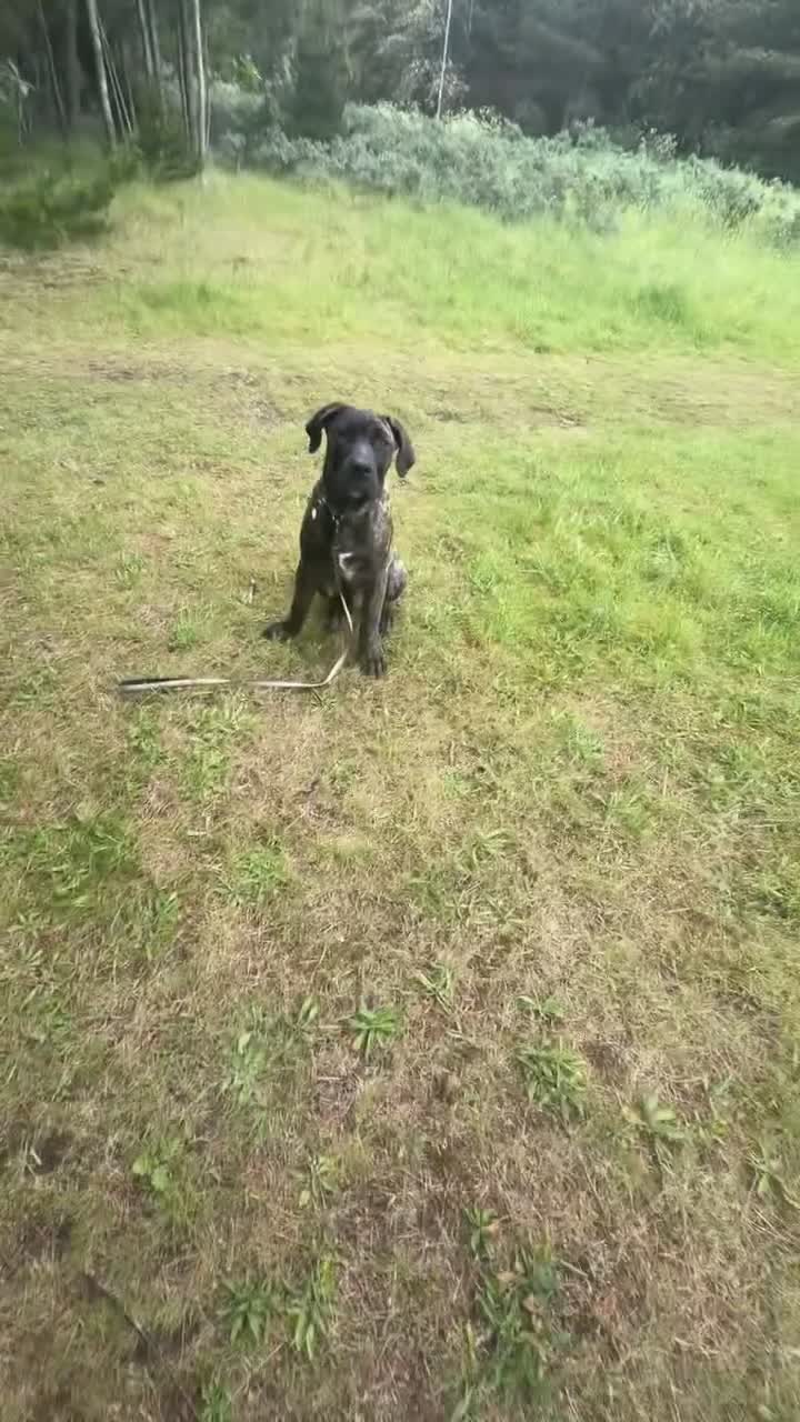 Presa Canario dogs for sale: Stunning presa canario  - Video 3