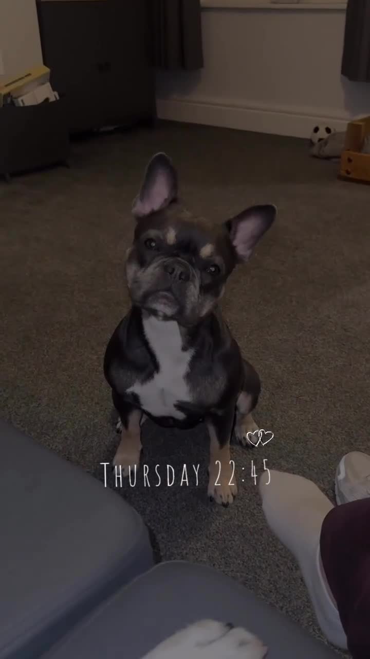 French Bulldog dogs for sale: french bulldog - Video 1