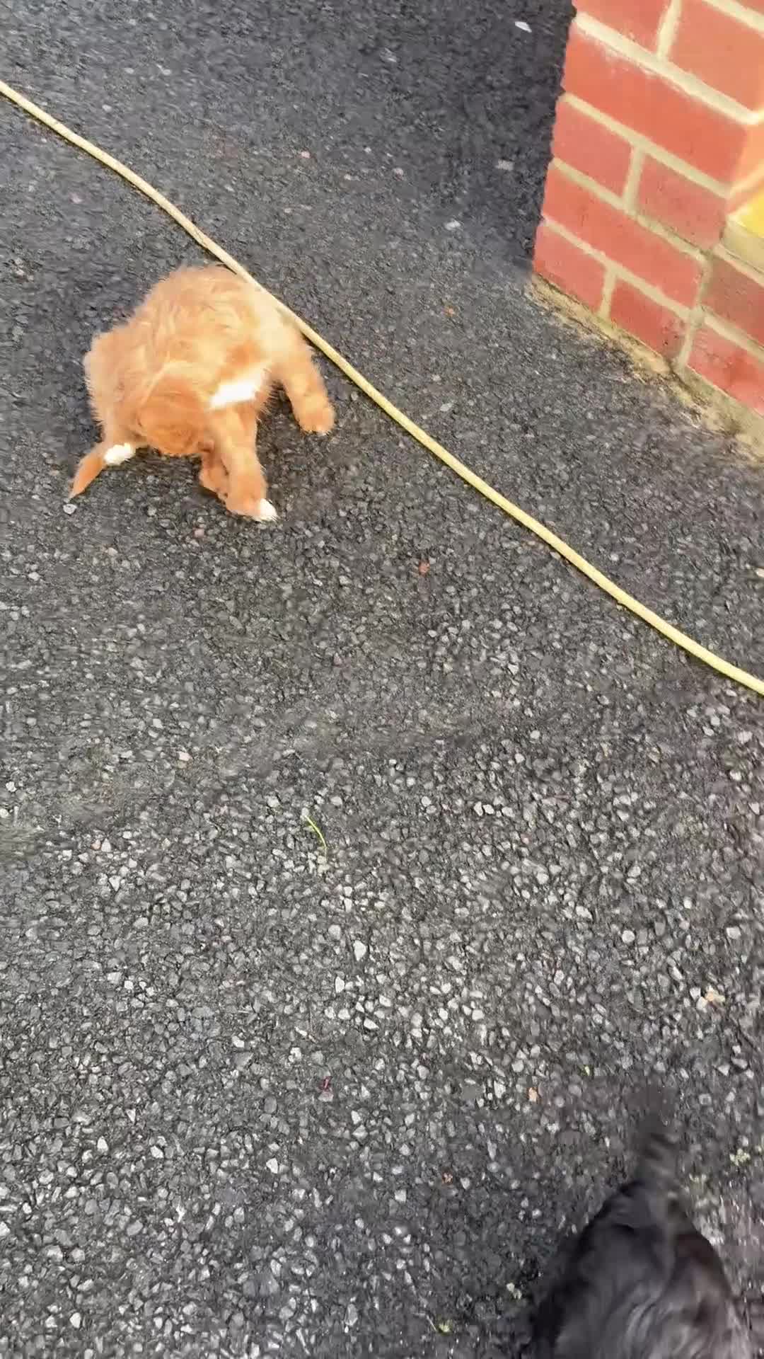 Cockapoo dogs for sale: 2 LEFT Beautiful health tested cockapoo puppies - Video 3