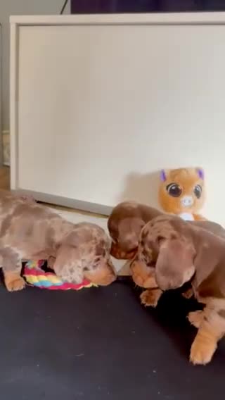 Miniature Dachshund dogs for sale: Miniature short hair dachshund  - Video 1