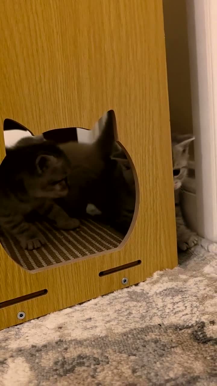 Scottish Fold cats for sale:  BRITISH & SCOTTISH SHORTHAIR KITTENS 🐾 - Video 2