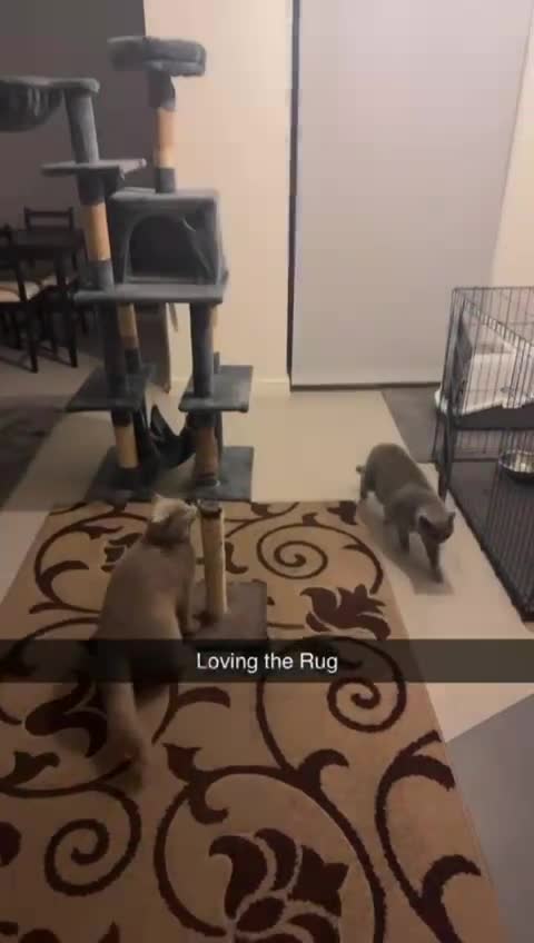 British Shorthair cats for sale: British shorthair Cats  - Video 4