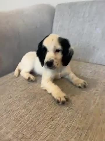 Cocker Spaniel dogs for sale: Working cocker spaniels for sale  - Video 1